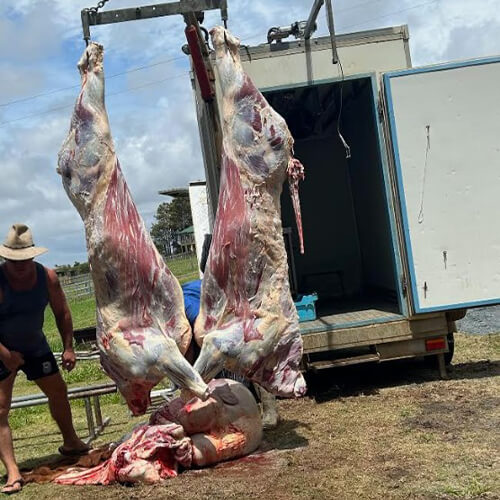 Home kill to the freezer with the Status solid 300