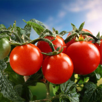 how to vacuum seal cooked meals